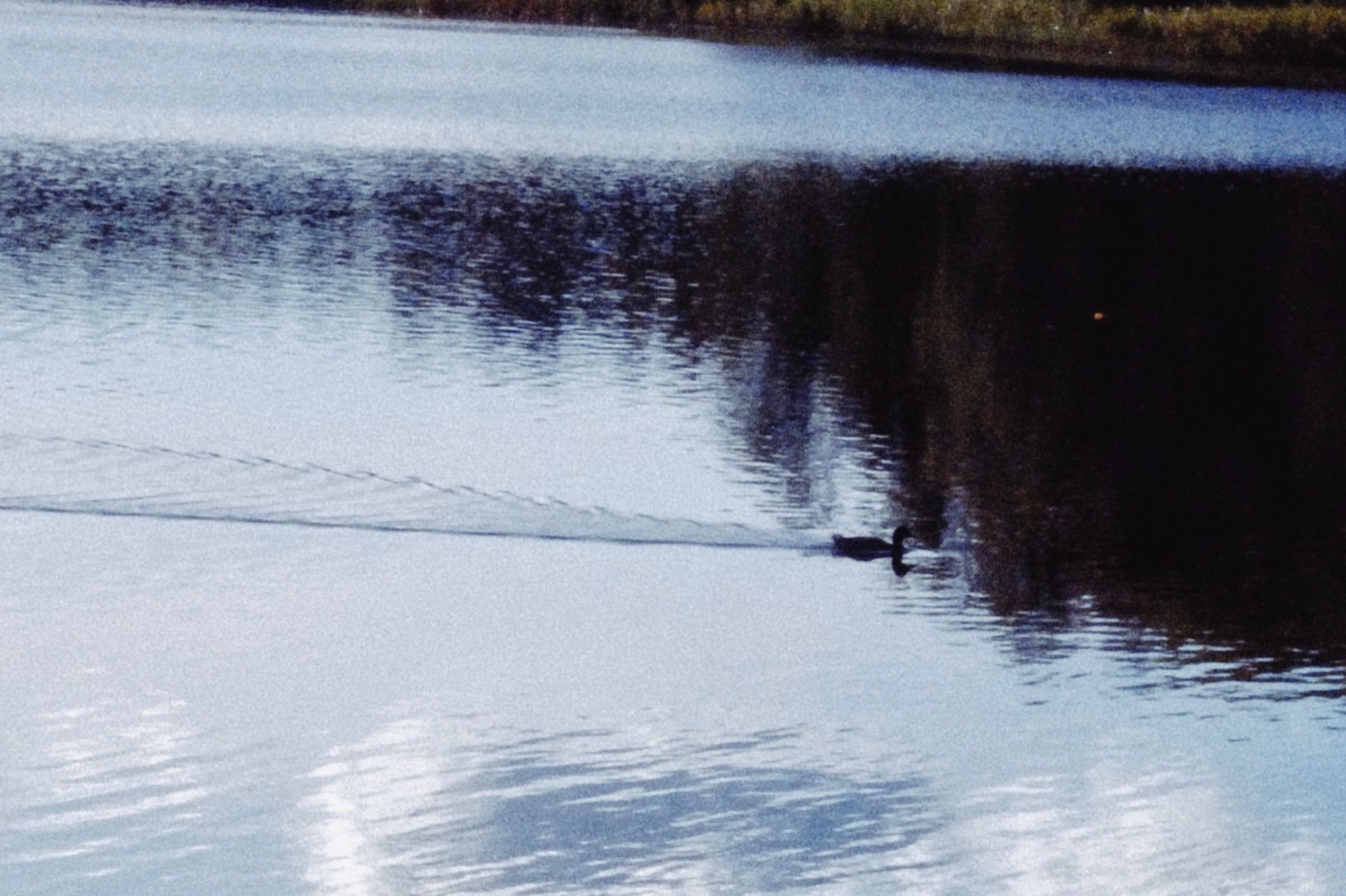 Still lake with the wake of a swimming bird