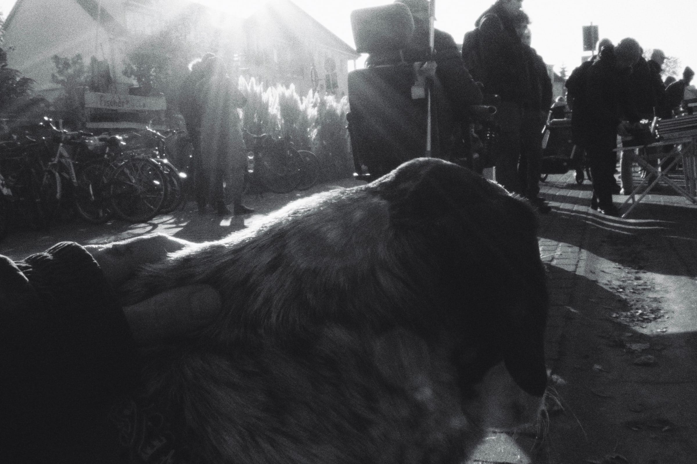 Dog in the foreground, people with bicycles against the light