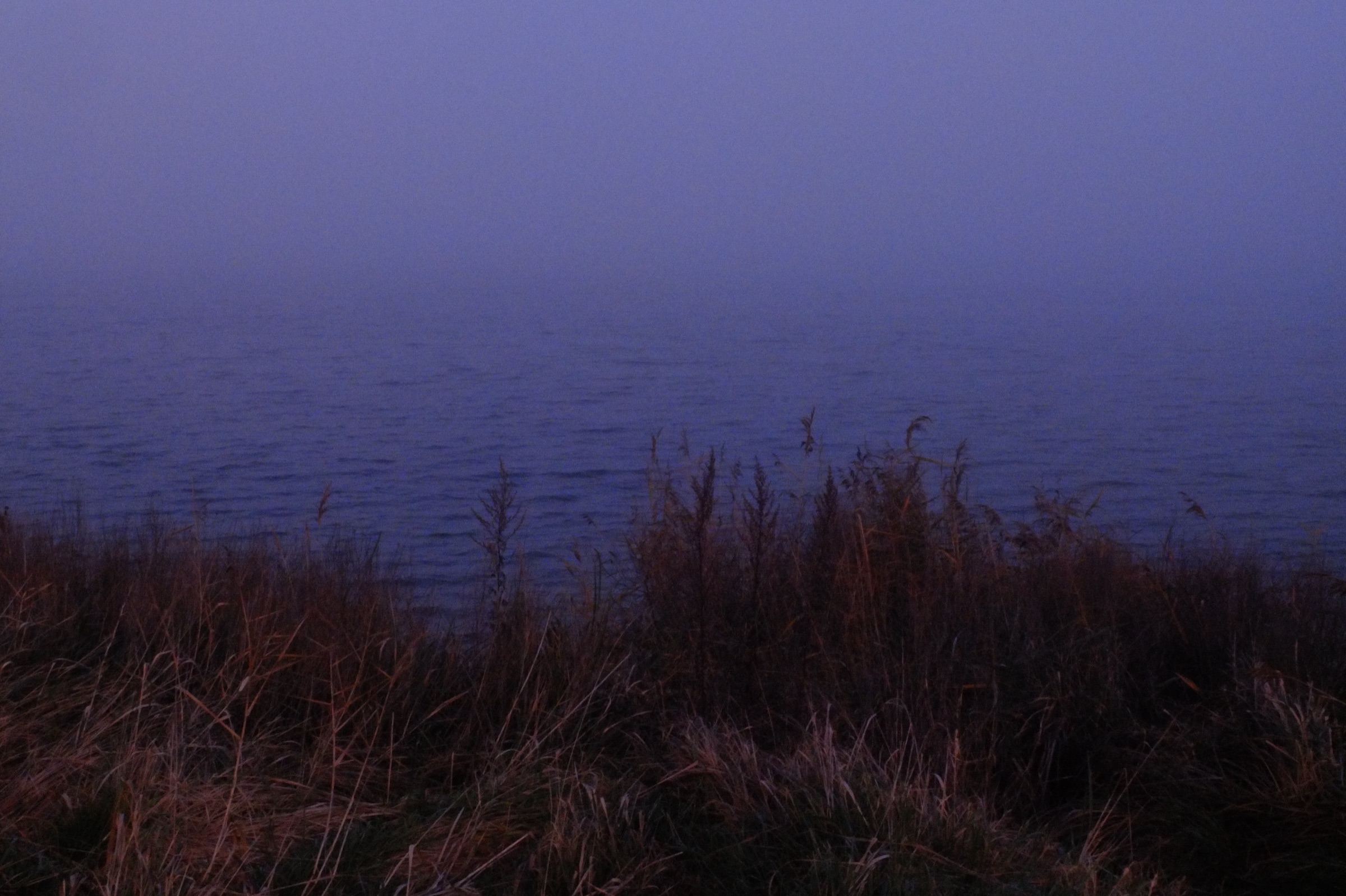 Misty sea at dusk above reeds and dry grass