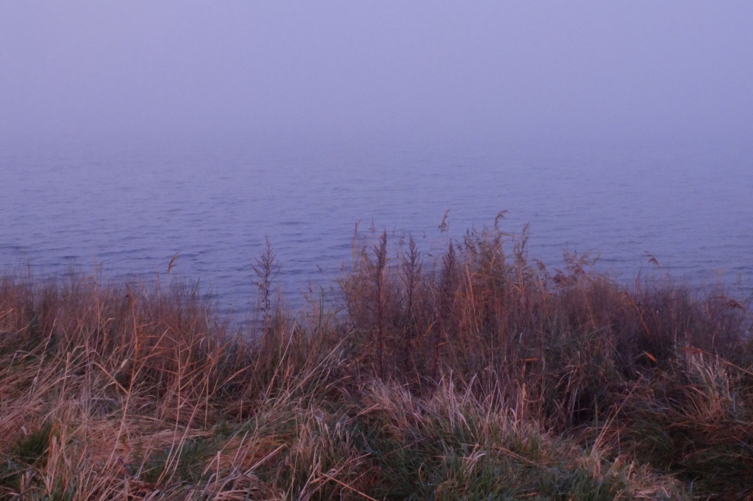 Misty sea at dusk above reeds, second frame