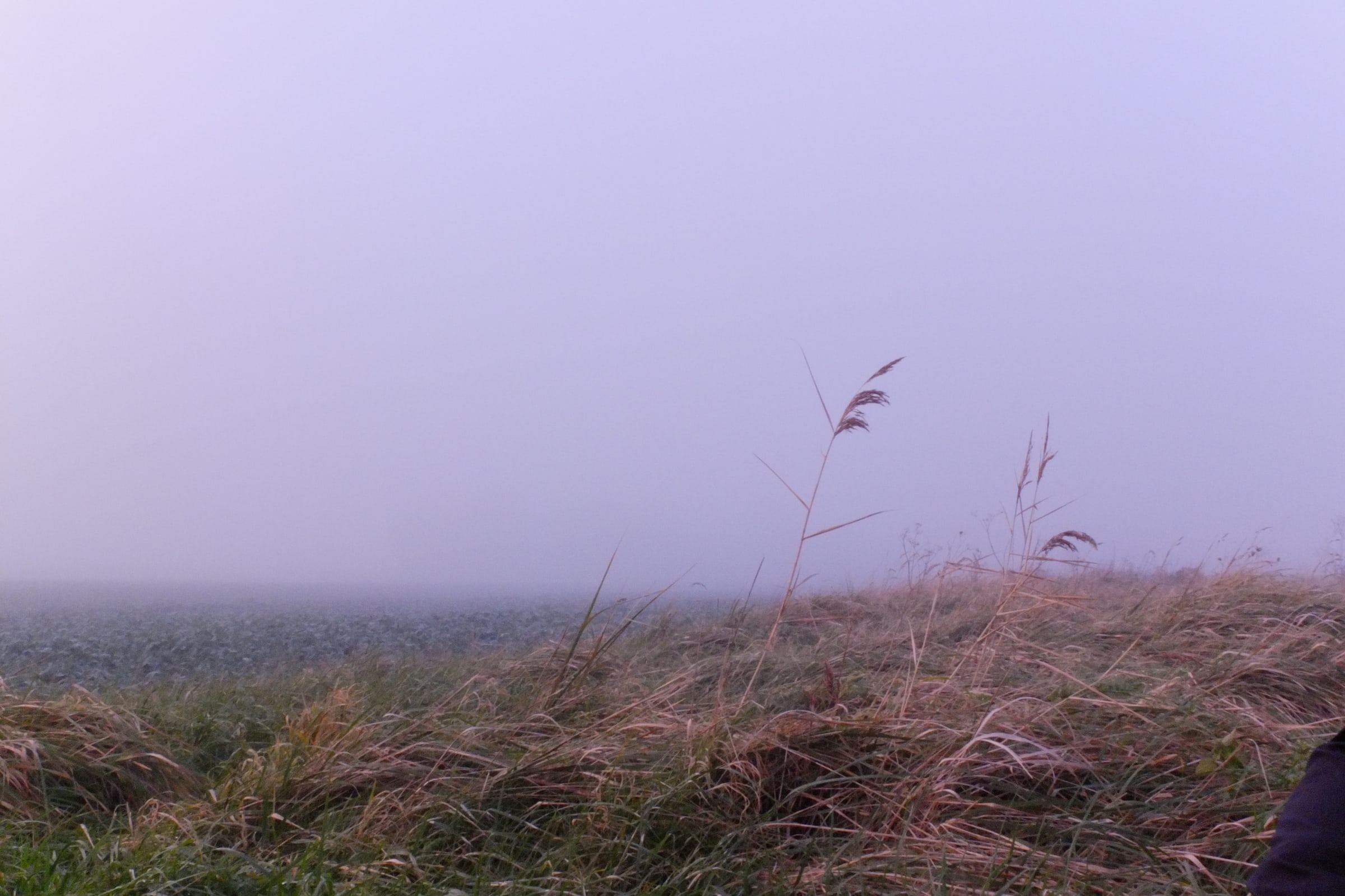 Dry grass beneath a lilac, misty sky