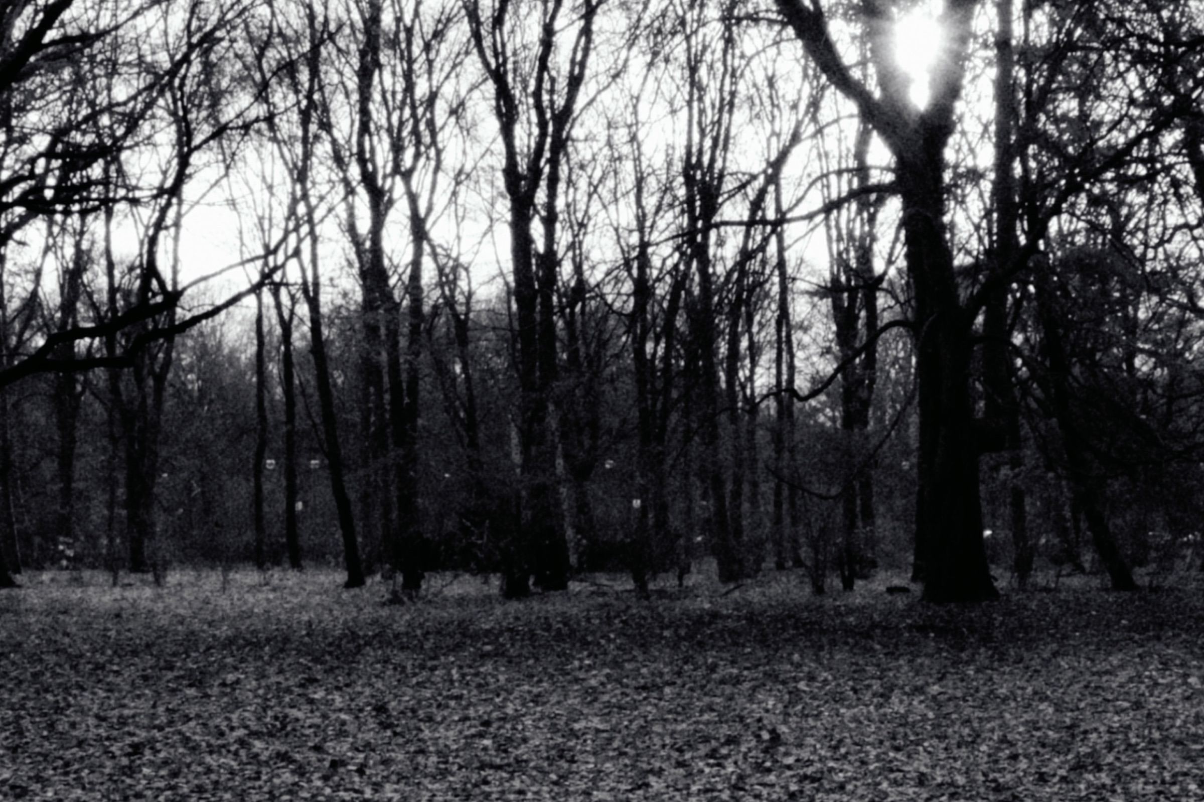 Bare trees in a winter wood