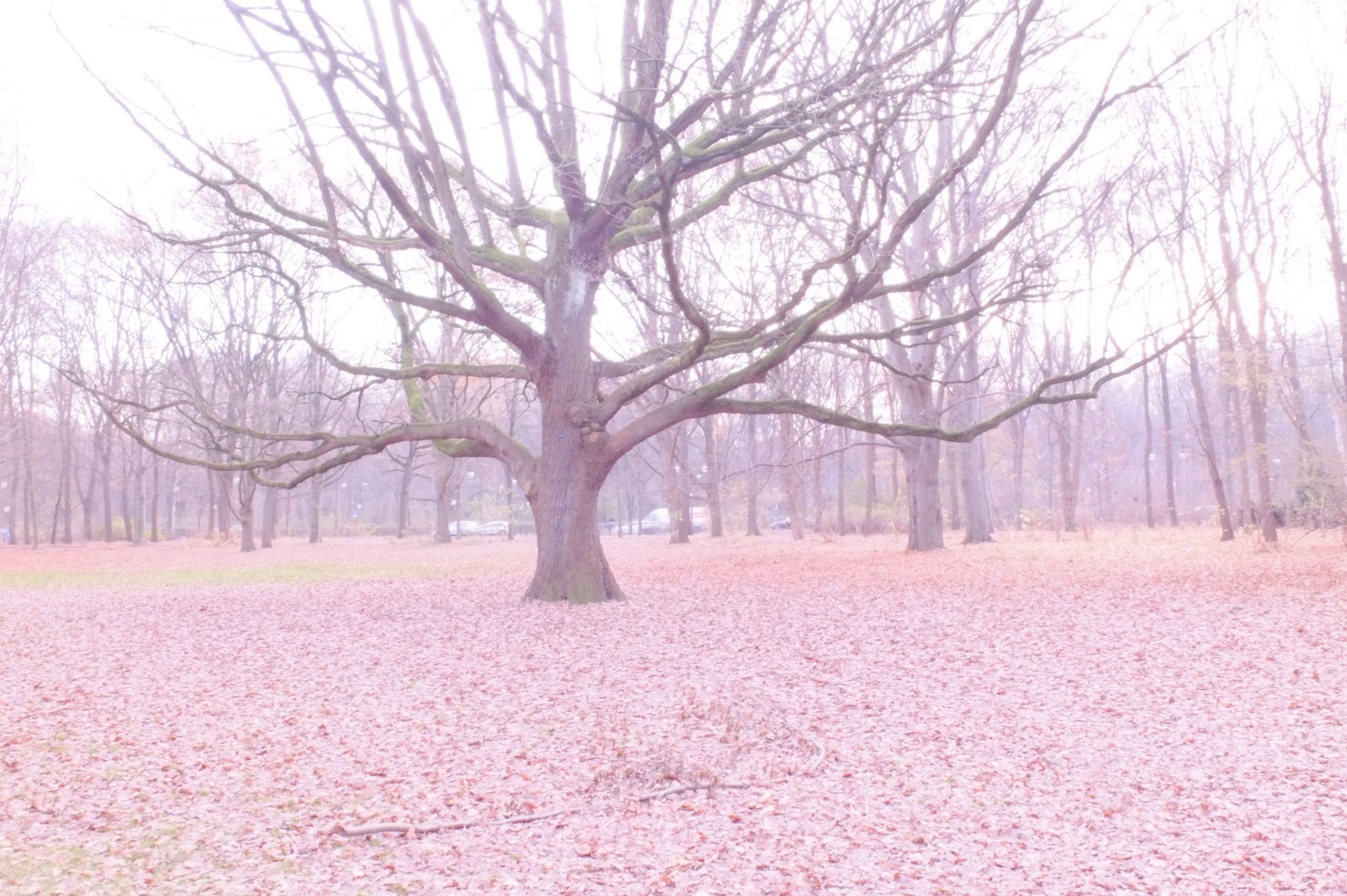 Bare tree in a leaf-covered park, pink cast