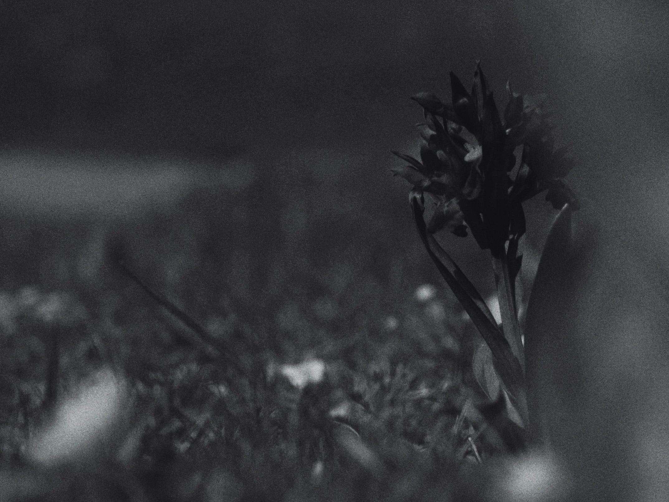 Out-of-focus wildflower in grass