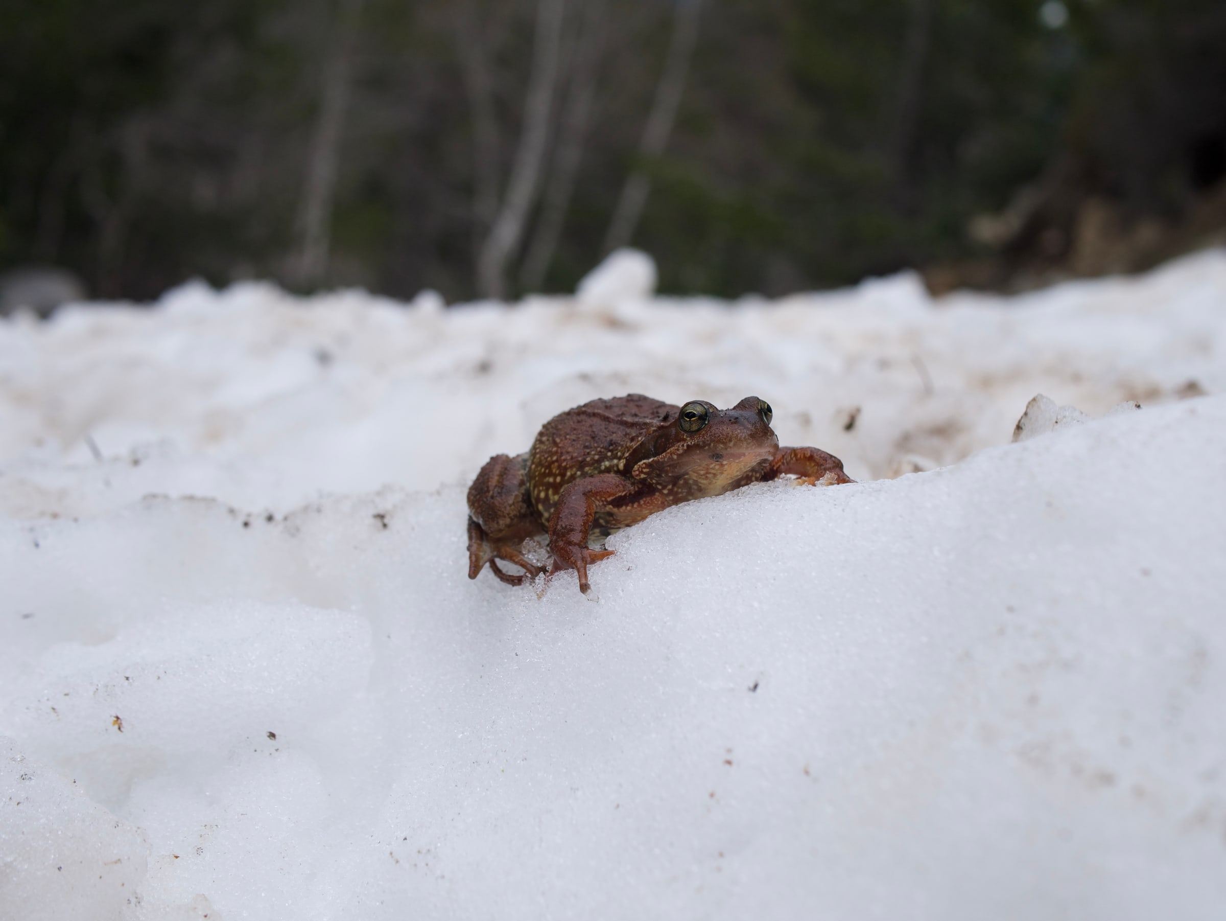 Toad on snow