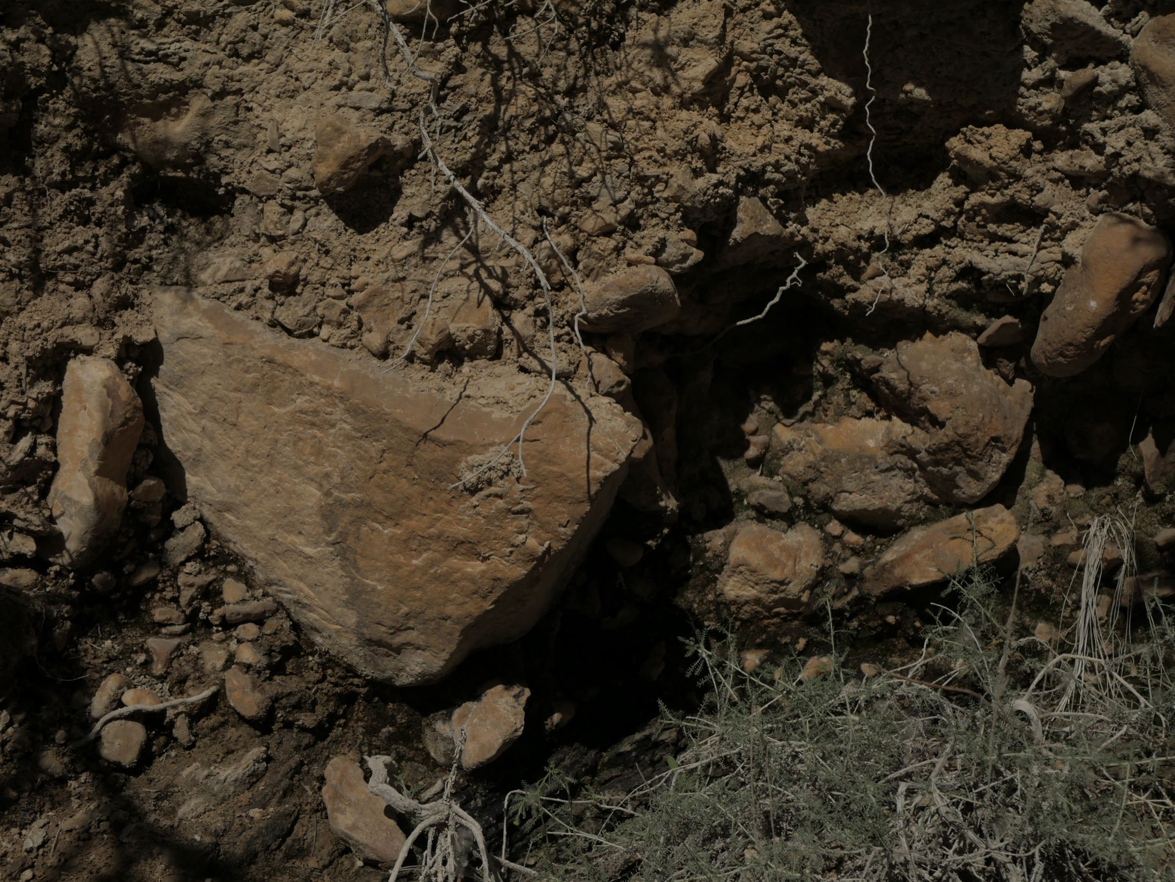 Rocks and roots in close-up