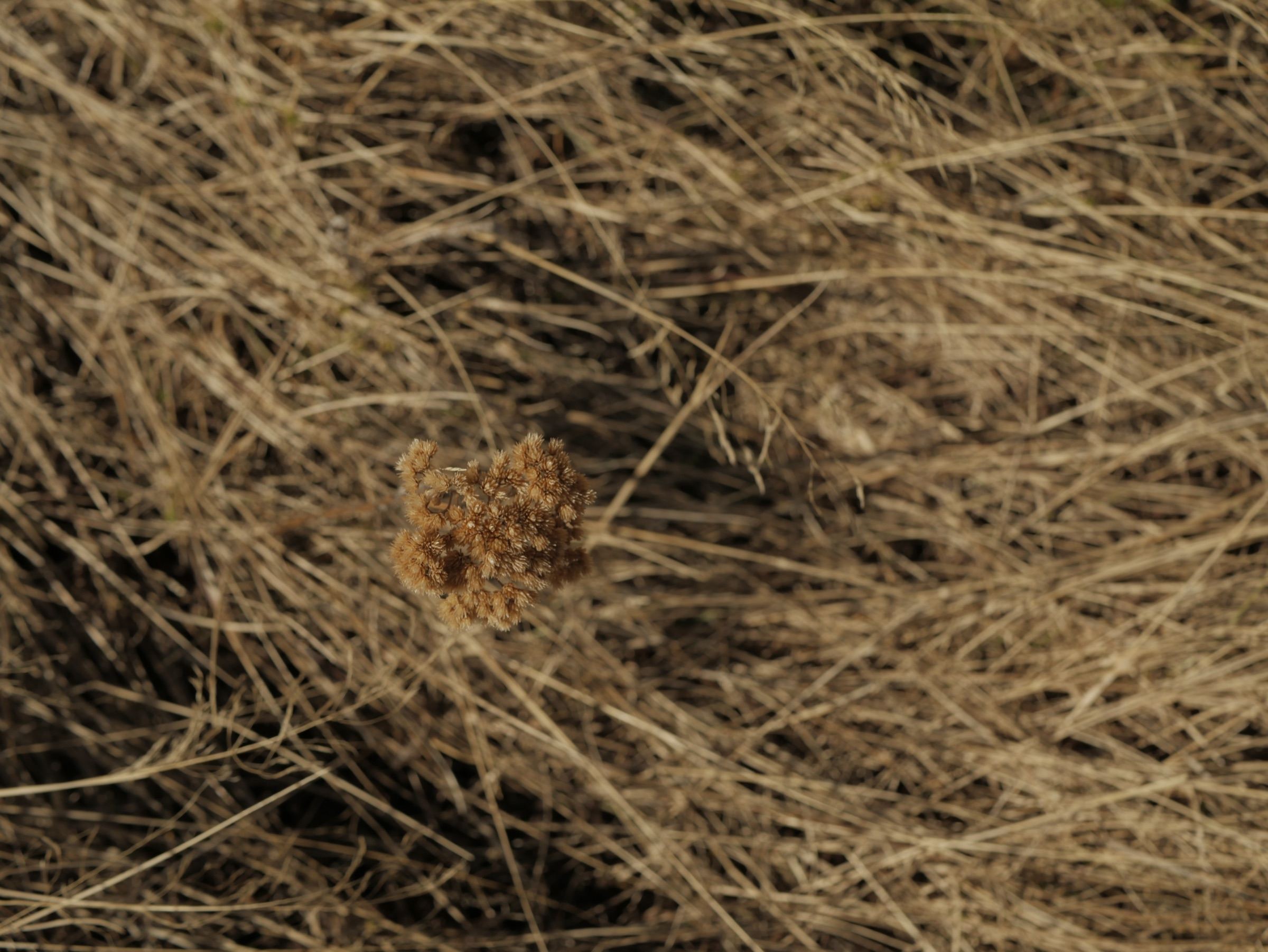 Dry flower head in golden grass