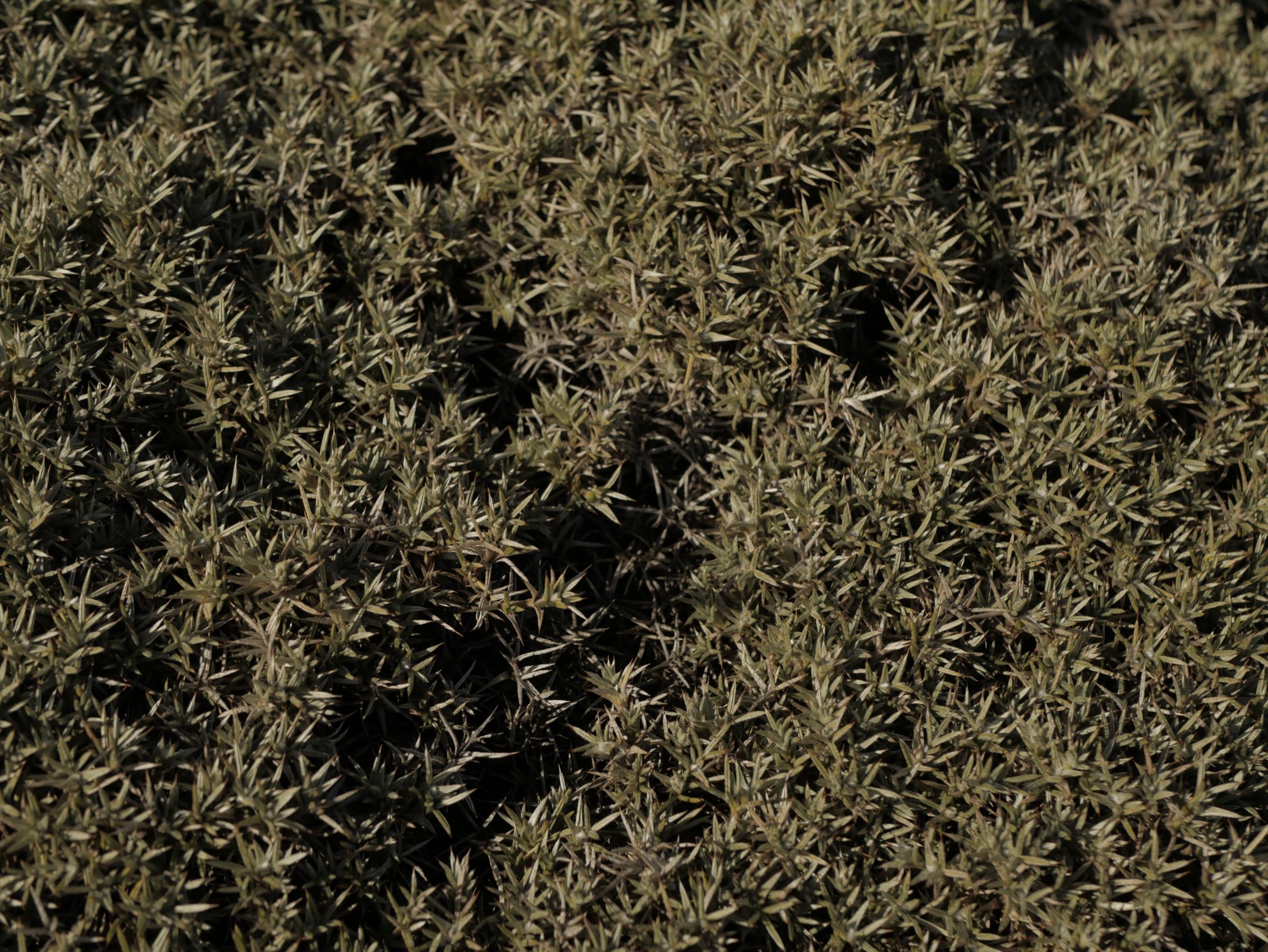 Close-up texture of dry shrubs