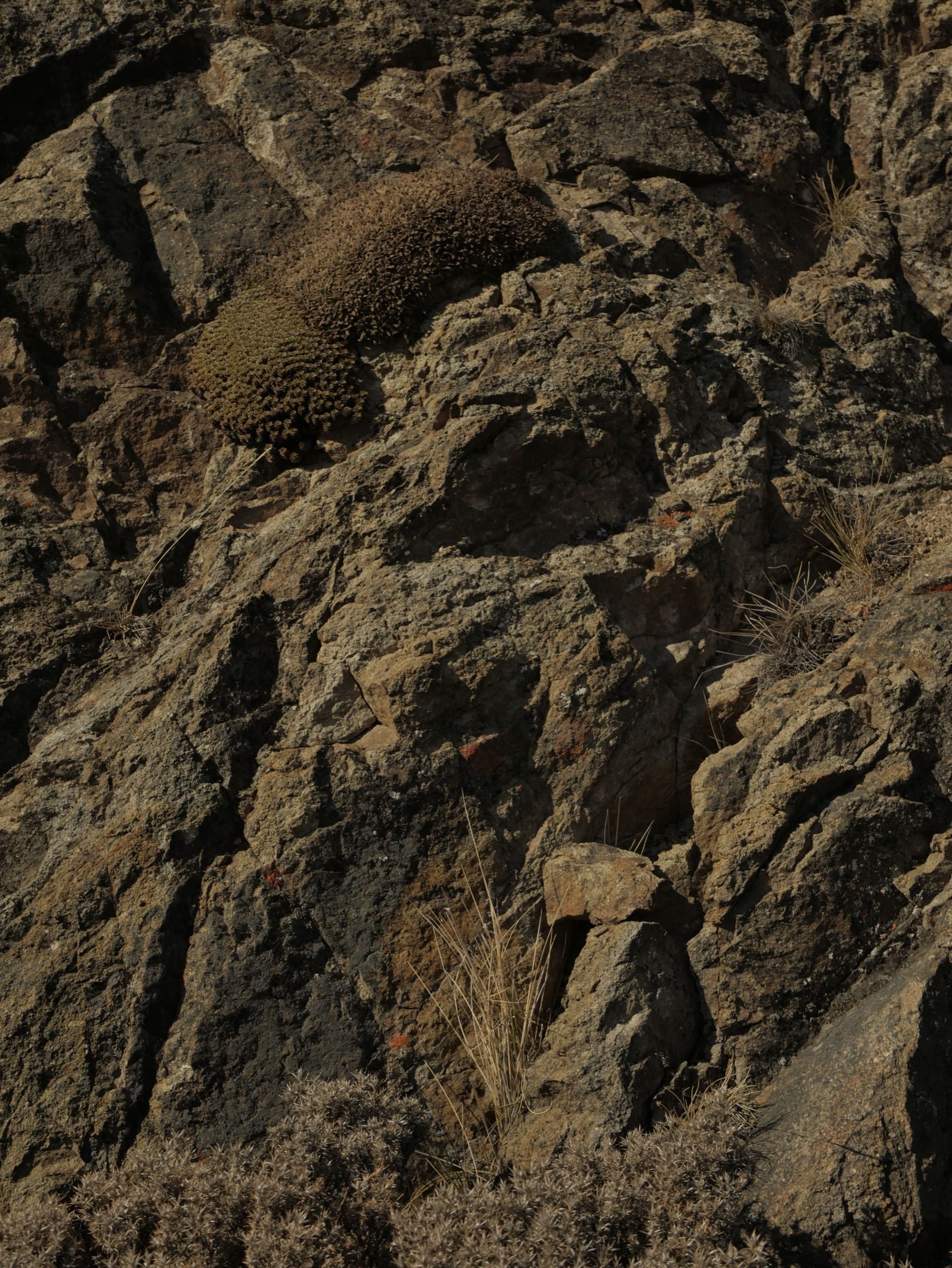 Rock face with tufts of dry grass on a slope